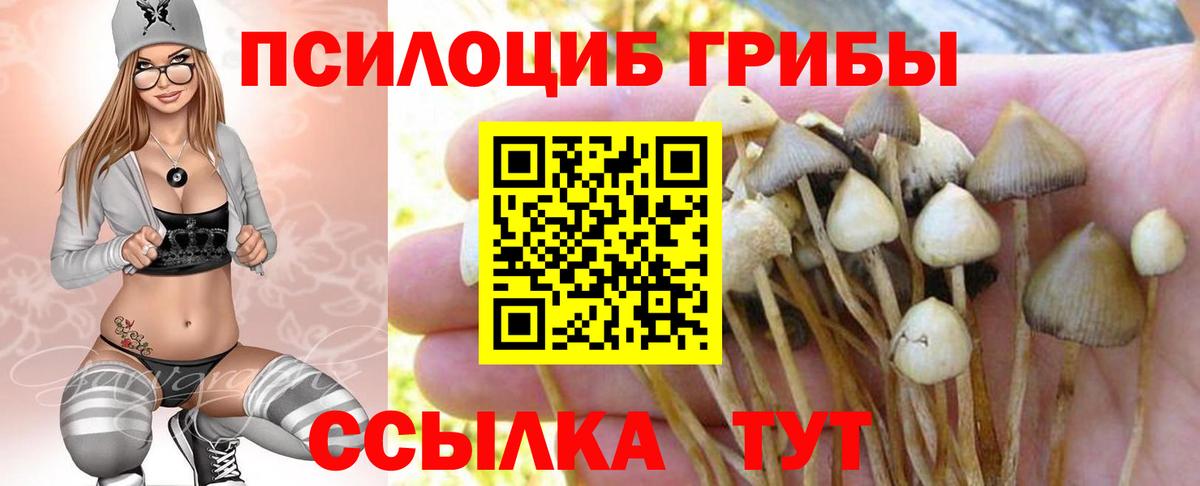 Дубна  Галлюциногенные грибы Psilocybine cubensis  Вход с VPN 